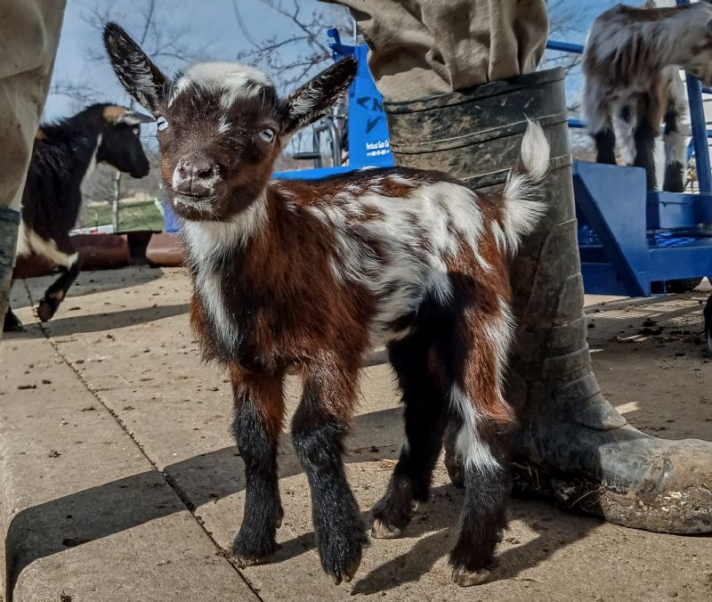 Savannah - Nigerian Dwarf Goat Doe