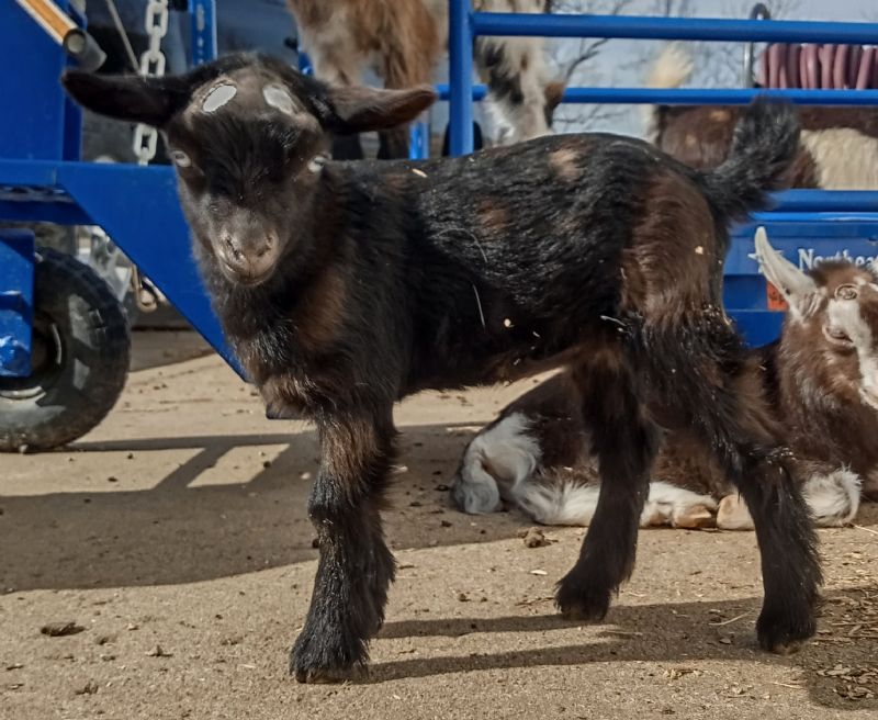 Dreamer's Farm Roxy - Nigerian Dwarf Goat Doe