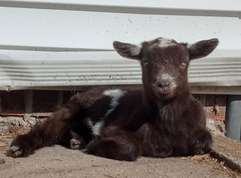 Posy - Nigerian Dwarf Goat Doe
