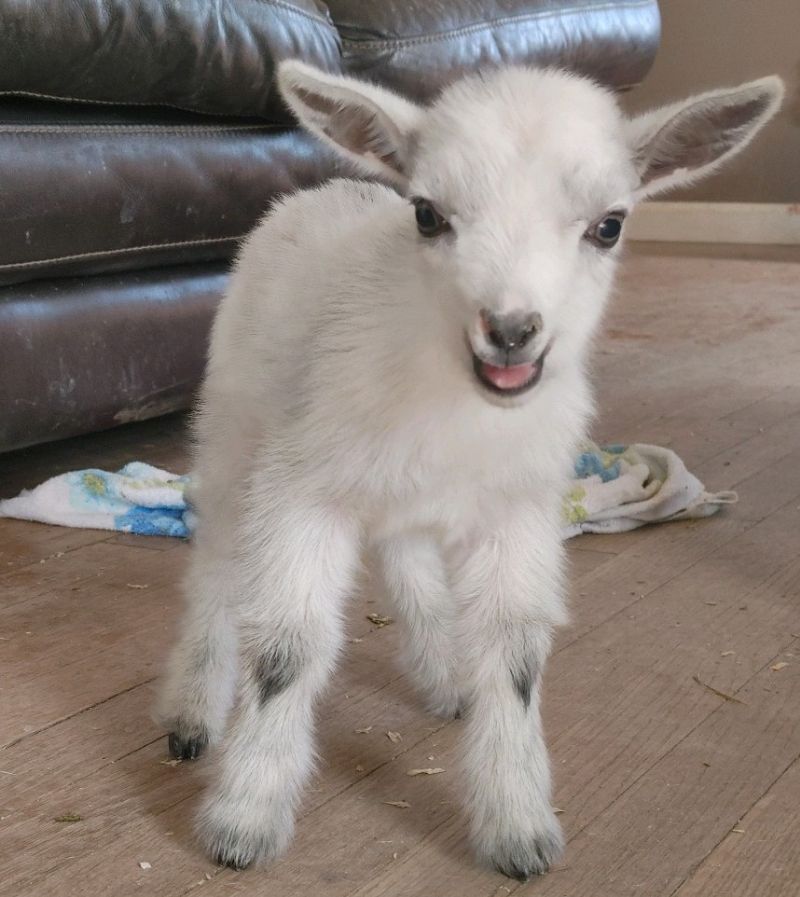 Sabrina GORGEOUS silver buck kid polled - Nigerian Dwarf Goat Buck