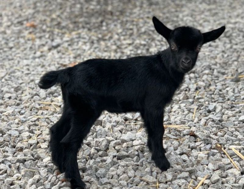 Cheeky - Nigerian Dwarf Goat Doe