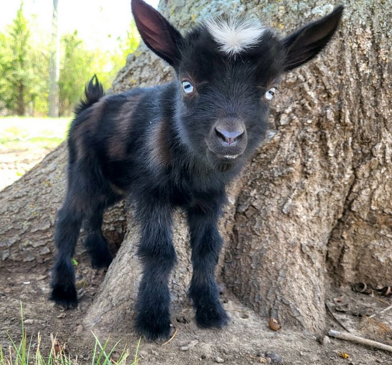 Clover - Nigerian Dwarf Goat Doe