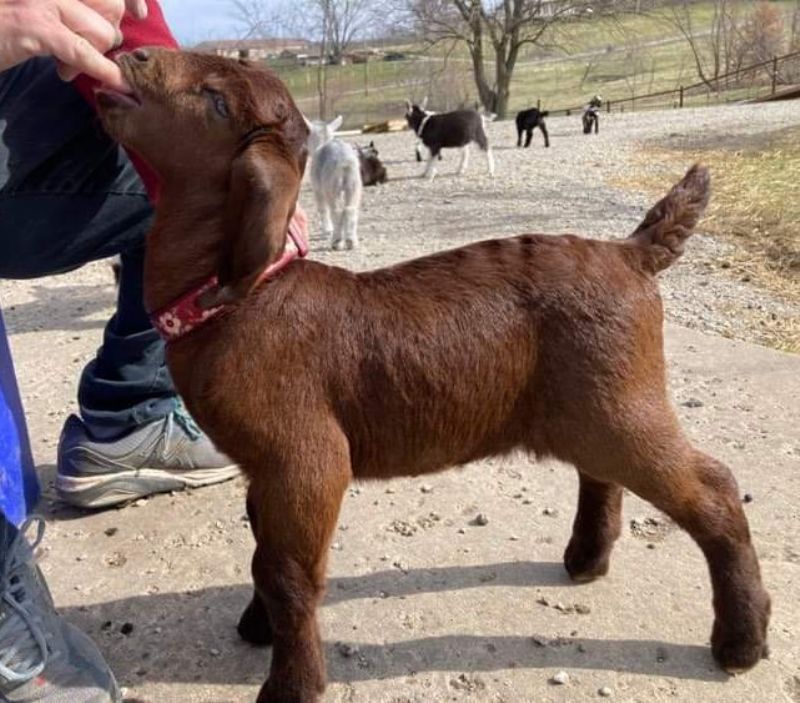 Rapture - Boer Goat Fullblood Doe