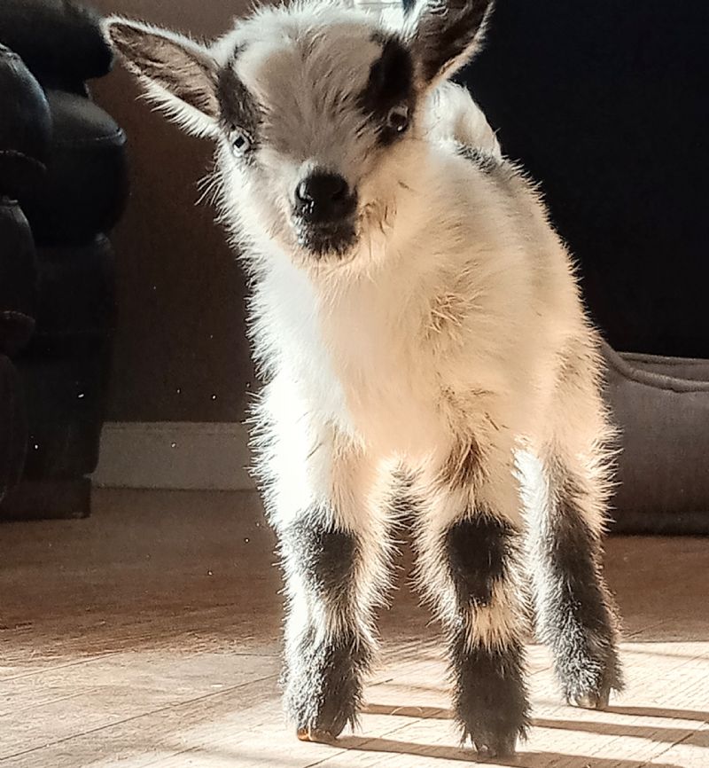 Bianca - Nigerian Dwarf Goat Doe