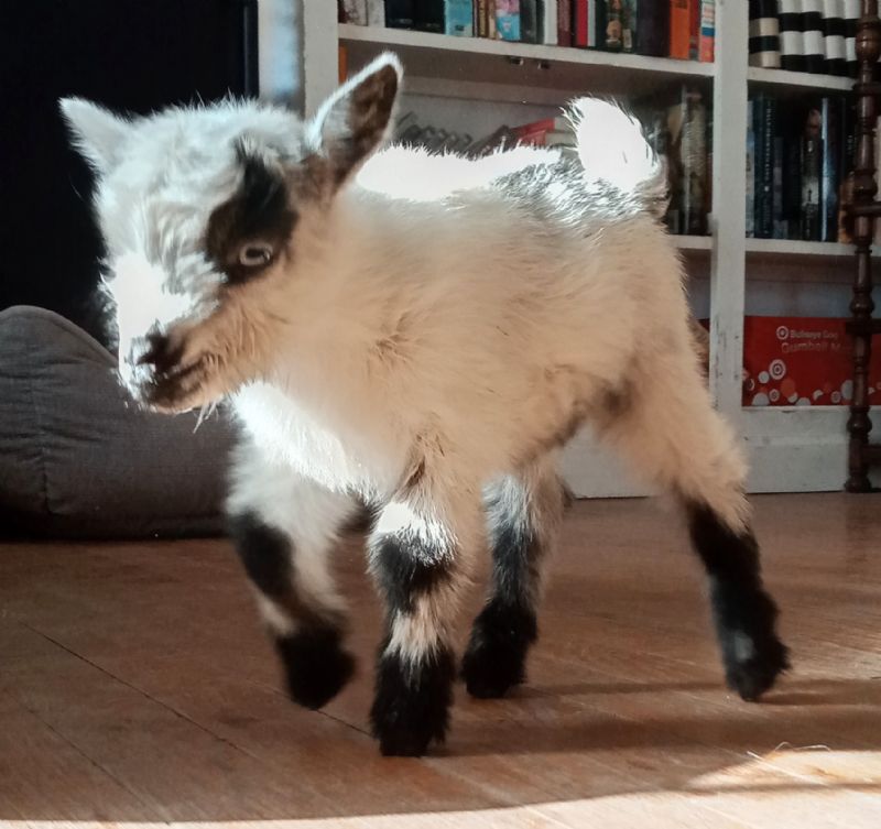 Dreamer's Farm Bianca - Nigerian Dwarf Goat Doe