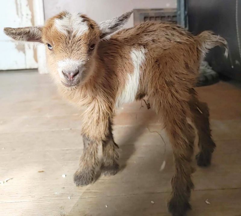 Dolly Doeling - Nigerian Dwarf Goat Doe