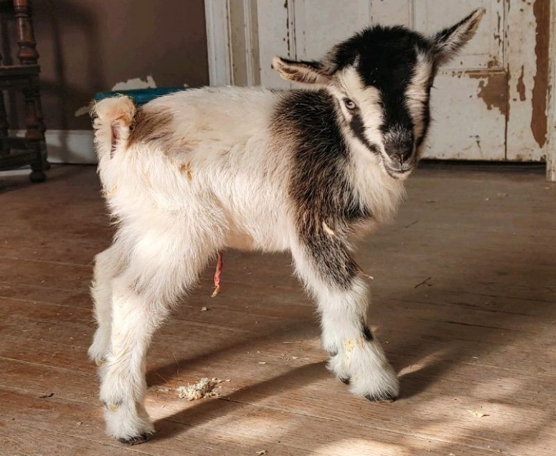 Azalea cream buckskin buckling blue eyes - Nigerian Dwarf Goat Buck