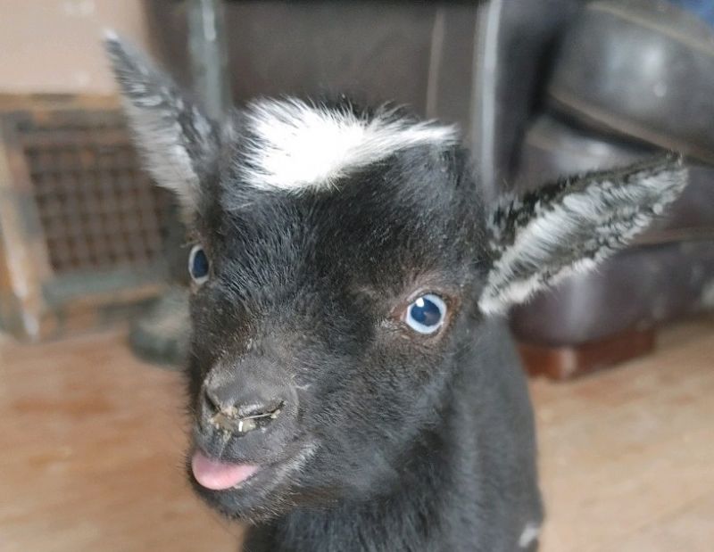 Yettah black buckling - Nigerian Dwarf Goat Buck