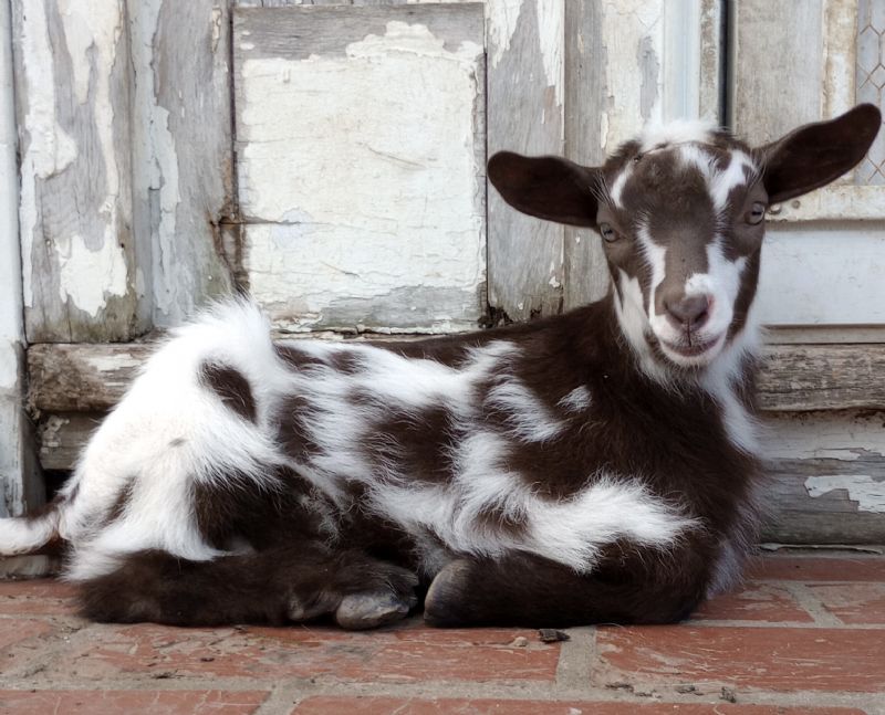 gorgeous chocolate boy - Nigerian Dwarf Goat Buck