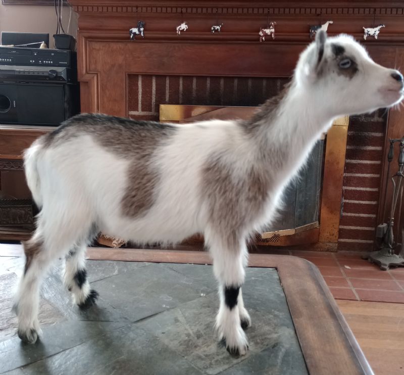 Dreamer's Farm Party Girl - Nigerian Dwarf Goat Doe