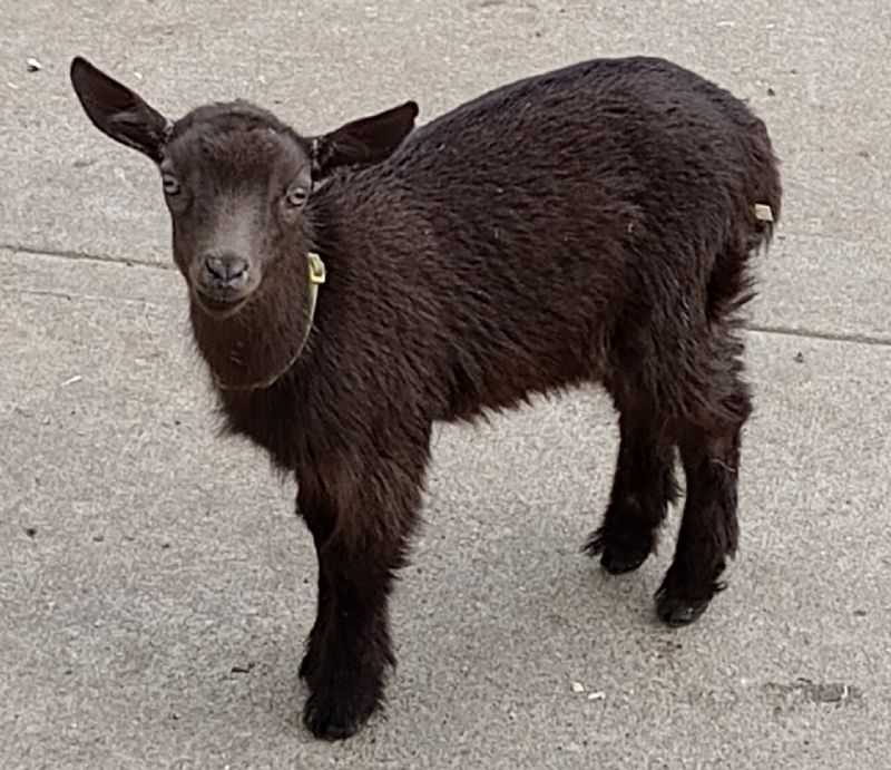 Dreamer's Farm Chocolate Mocha - Nigerian Dwarf Goat Doe