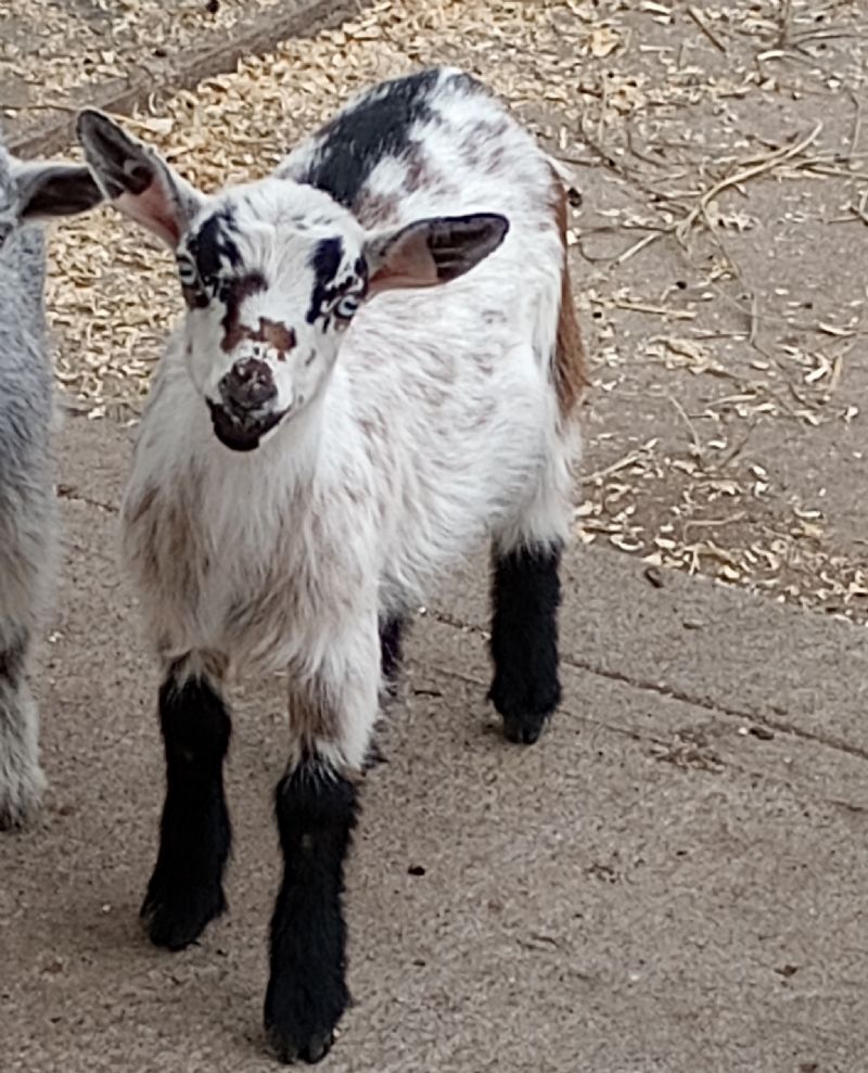 L'oreal - Nigerian Dwarf Goat Doe
