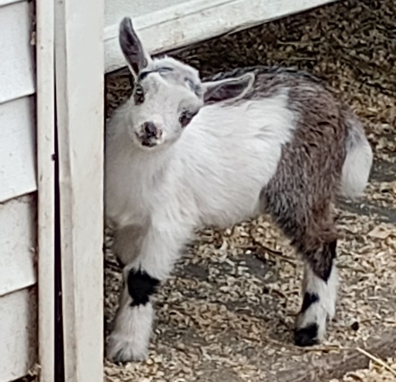 Dreamer's Farm Party Girl - Nigerian Dwarf Goat Doe