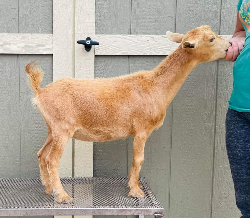 name pending - Nigerian Dwarf Goat Doe