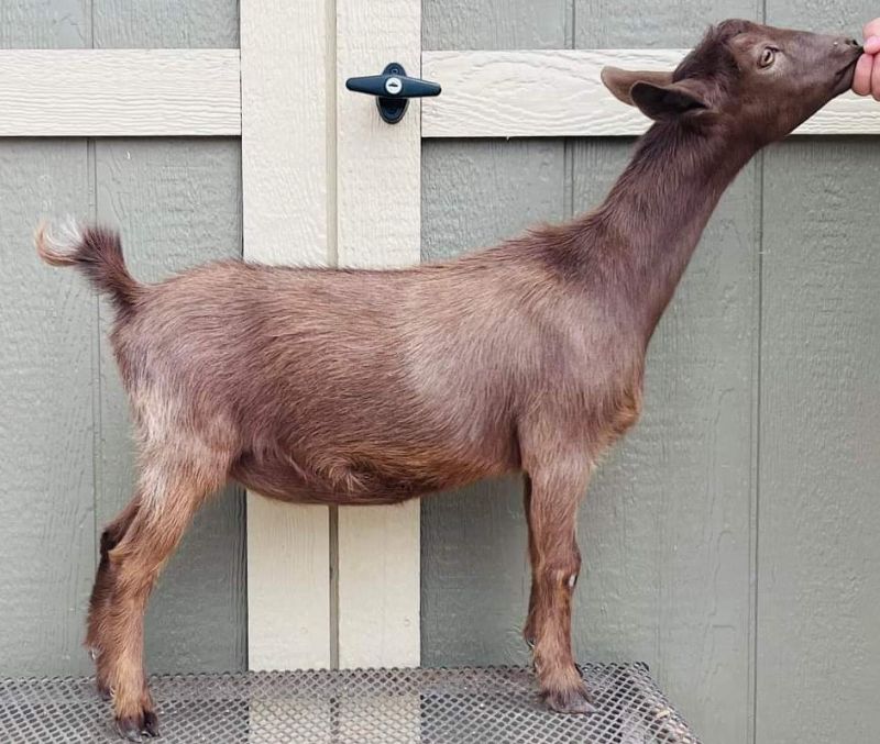 name pending - Nigerian Dwarf Goat Doe