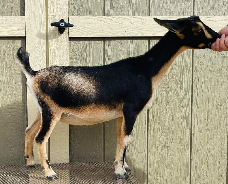 Coraline - Nigerian Dwarf Goat Doe