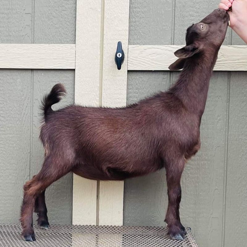 Brielle - Nigerian Dwarf Goat Doe