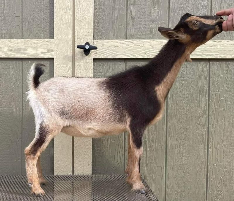no name yet - Nigerian Dwarf Goat Doe