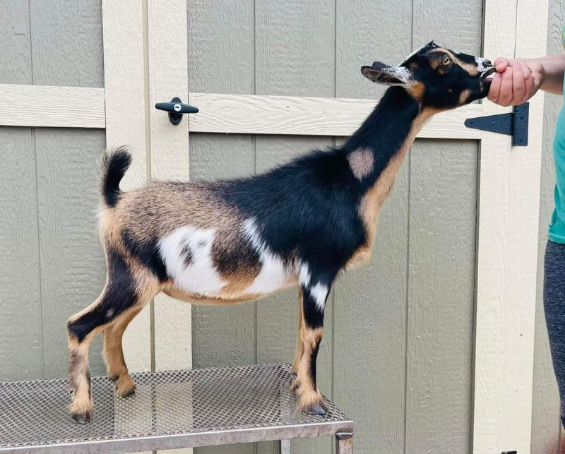 Ghost Town Farm KK Faith - Nigerian Dwarf Goat Doe