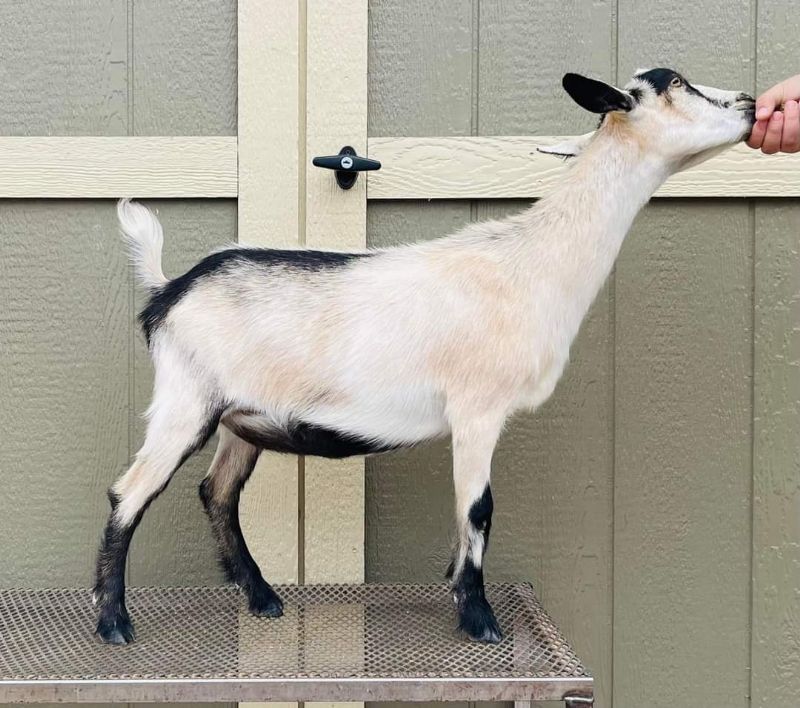 After Party - Nigerian Dwarf Goat Doe