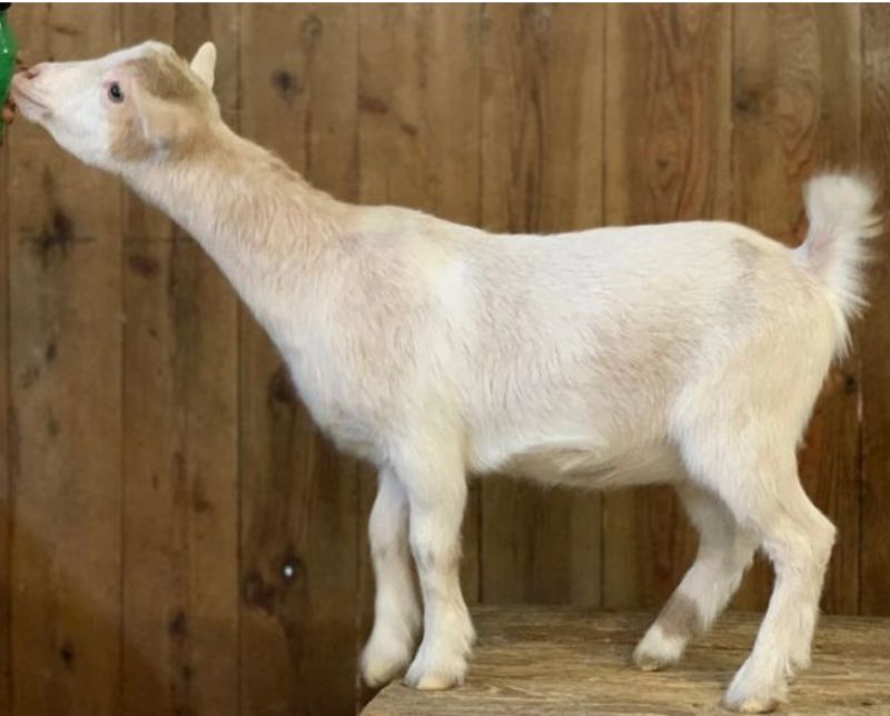 Juniper - Nigerian Dwarf Goat Doe