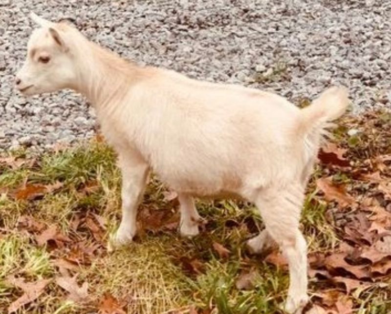 Elite* Mini Land Ranch G Iza-Beau - Nigerian Dwarf Goat Doe