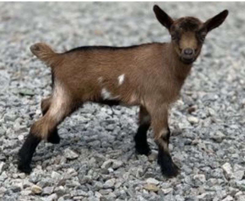 Blanche - Nigerian Dwarf Goat Doe