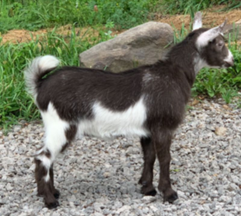 Wanda - Nigerian Dwarf Goat Doe