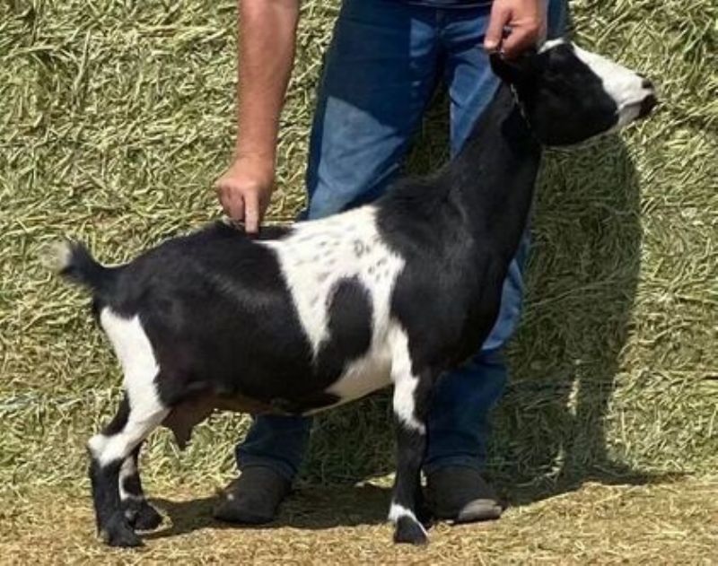 Onaqui BH Pyeongchang - Nigerian Dwarf Goat Doe