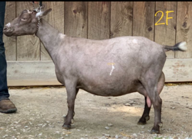 Amethyst Acres G Zulianna 5*M/8*D V+EV87 - Nigerian Dwarf Goat Doe