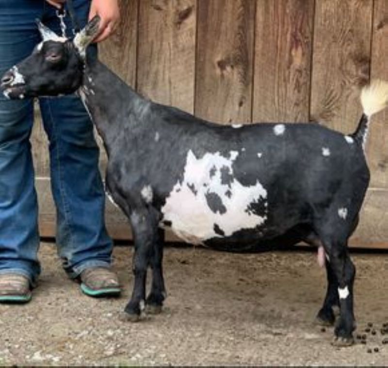 Amethyst Acres R Ztarship 5*M 8*D VVEE90 - Nigerian Dwarf Goat Doe