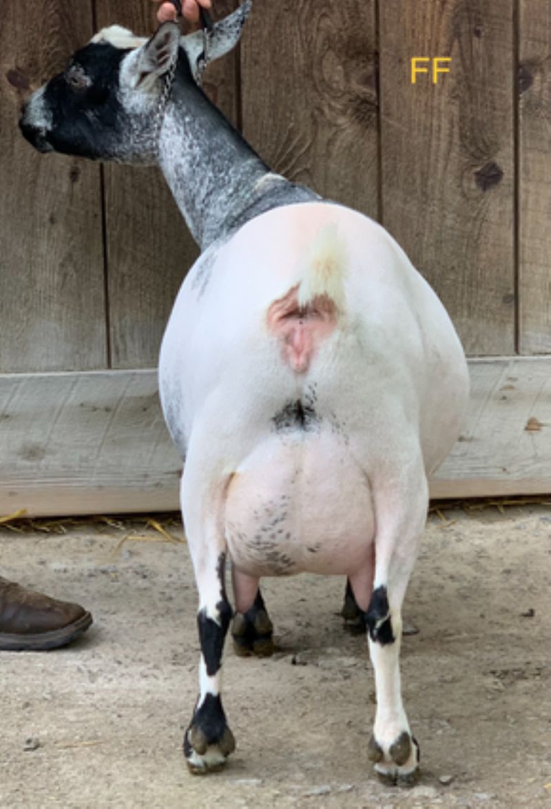 'Elite' Mini Land Ranch BK Bonnie VEEE88 - Nigerian Dwarf Goat Doe