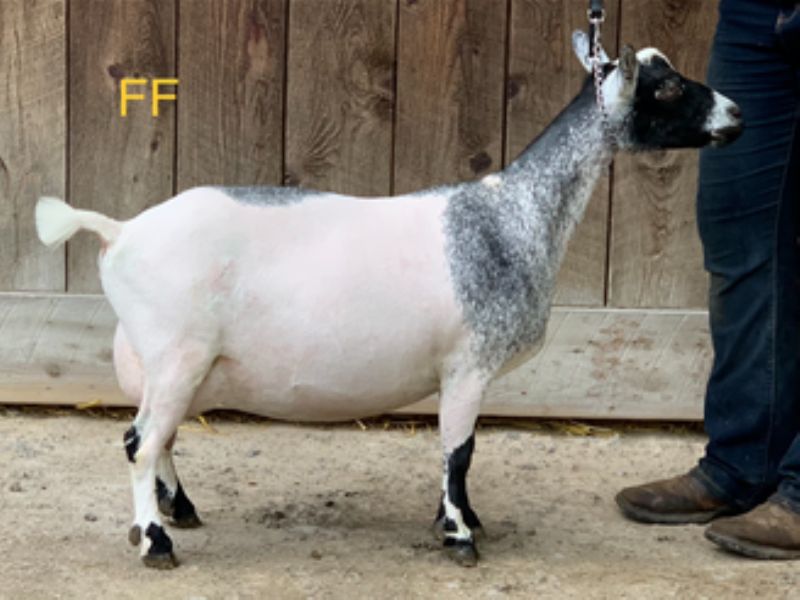 Mini Land Ranch BK Bonnie - Nigerian Dwarf Goat Doe