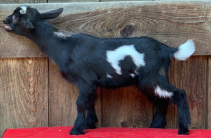 Mini Land Ranch K Zestee - Nigerian Dwarf Goat Doe