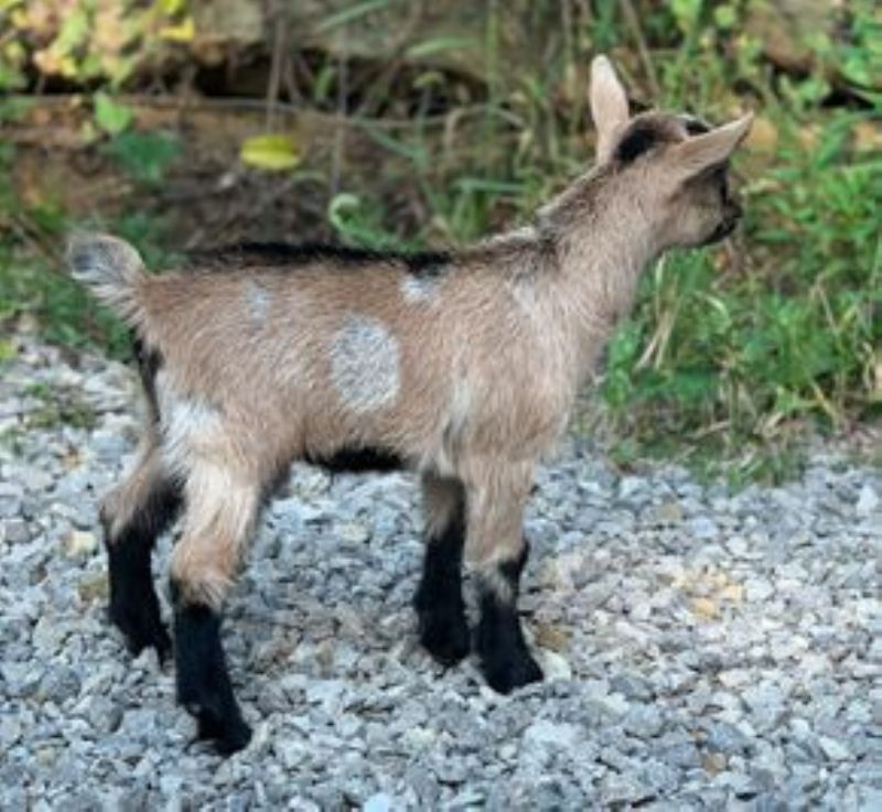 Mini Land Ranch G Betty - Nigerian Dwarf Goat Doe