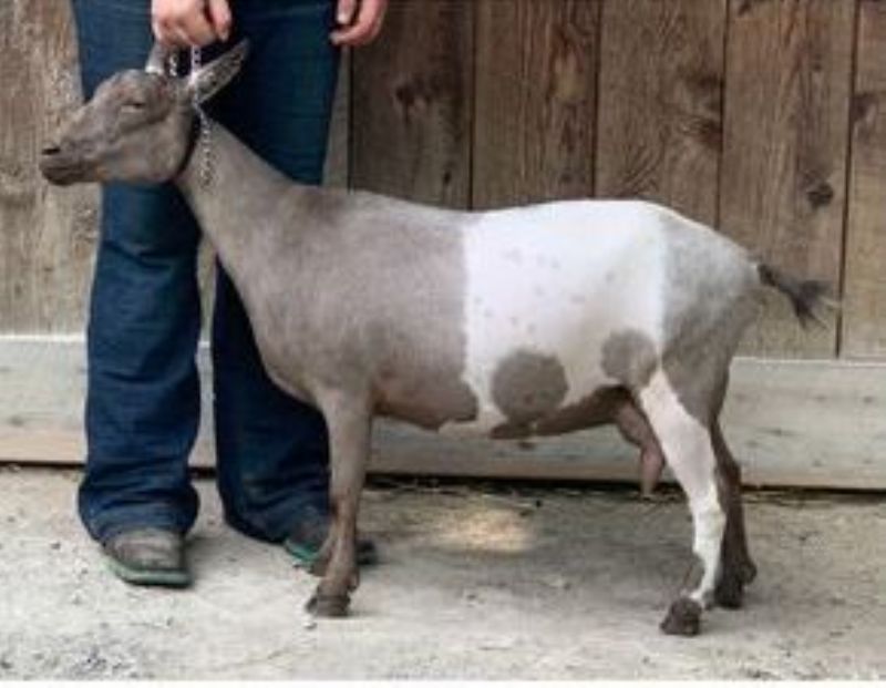 “Elite” Amethyst Acres G Zulia 5*M/8*D - Nigerian Dwarf Goat Doe