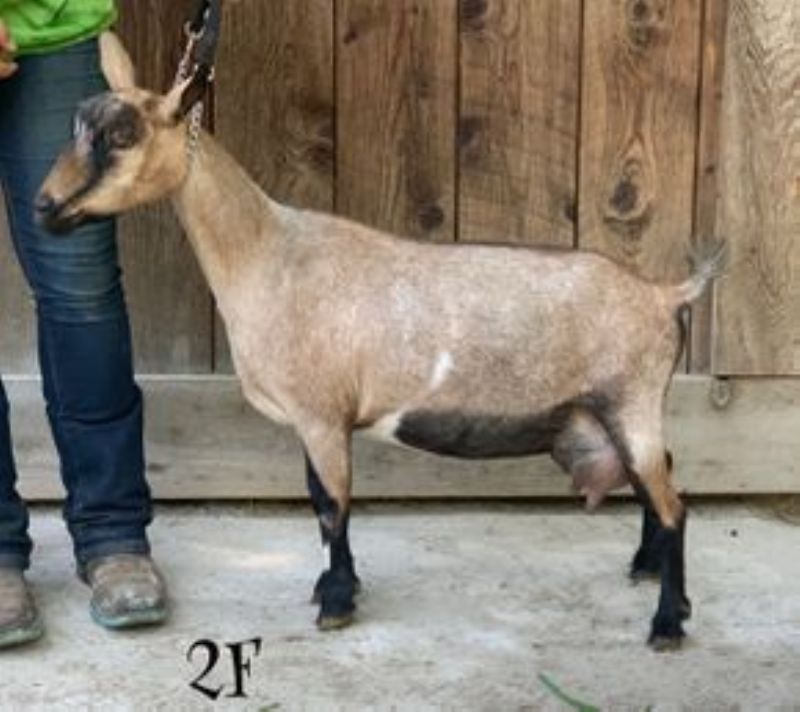 SG Mini Land Ranch Edith 4*M/3*D V+VV87 - Nigerian Dwarf Goat Doe