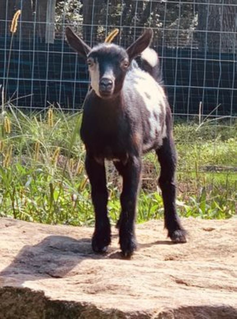 Amethyst Acres Z Zuzka +EEE87 - Nigerian Dwarf Goat Doe