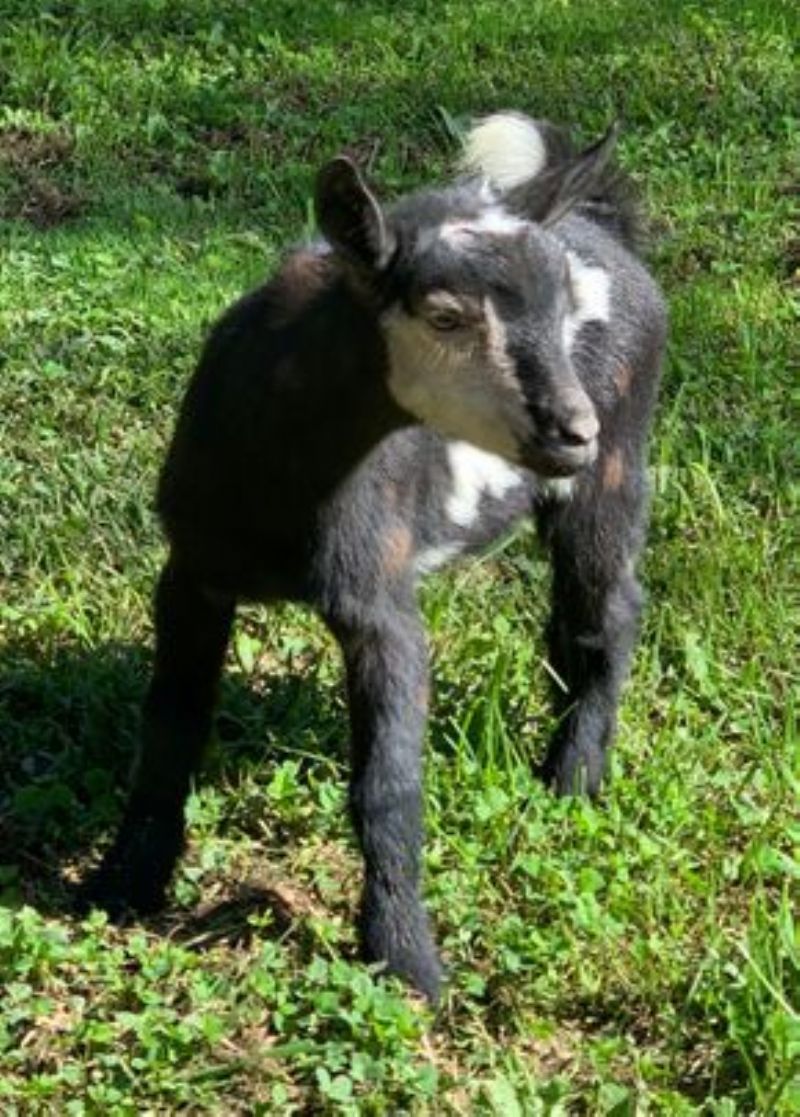 Elite* Amethyst Acres Z Zuzka +EEE87 - Nigerian Dwarf Goat Doe