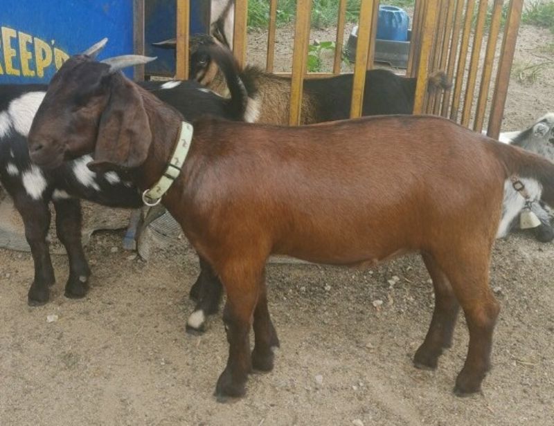 Mousse - Boer Goat Fullblood Doe