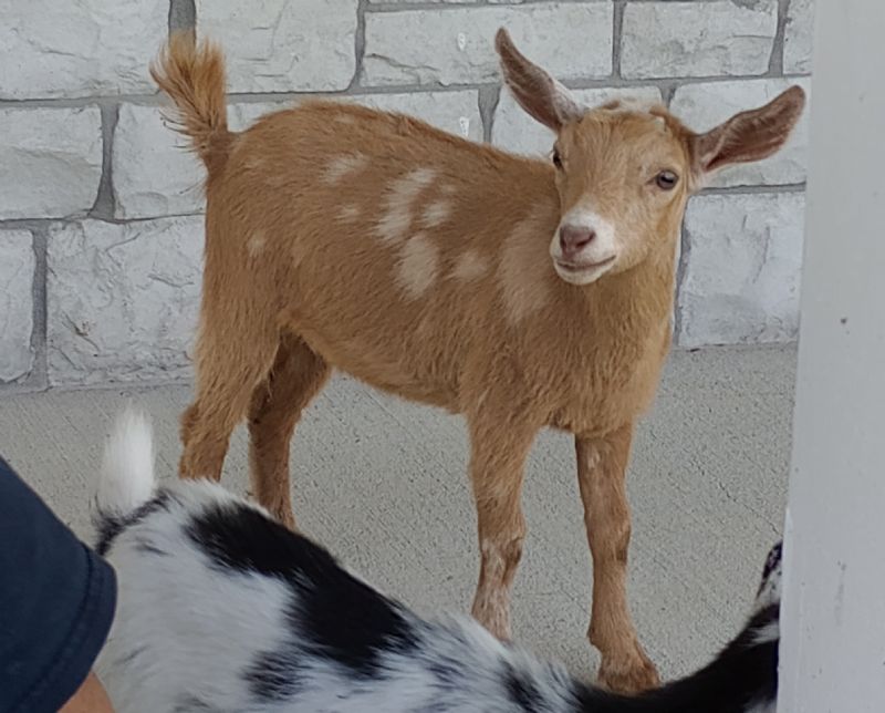Pumpkinseed - Nigerian Dwarf Goat Doe