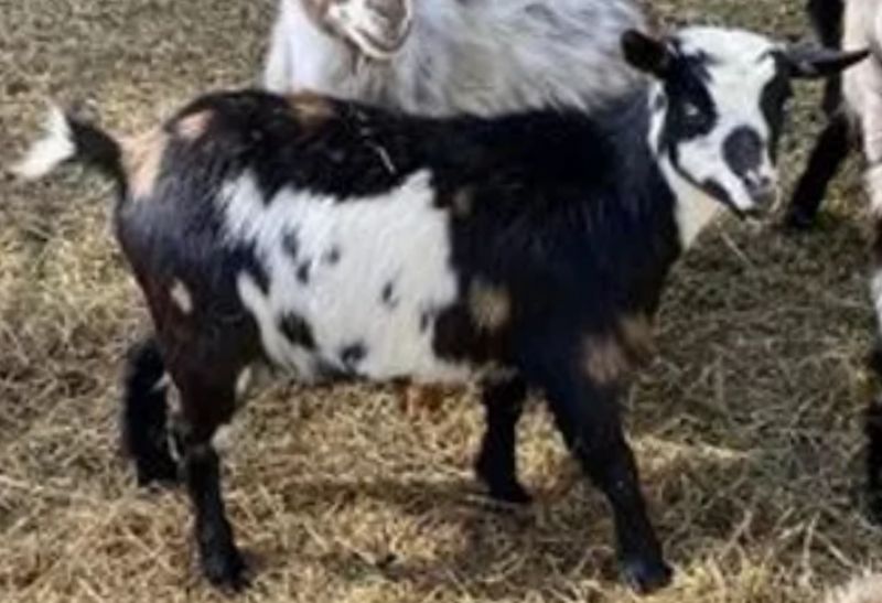 Polynesia - Nigerian Dwarf Goat Doe