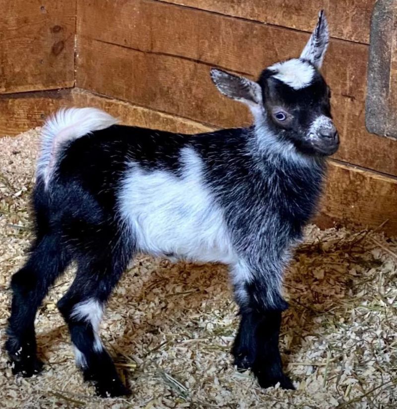Bluebell - Nigerian Dwarf Goat Doe