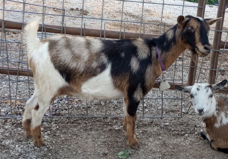 Dreamer's Farm Cheetah - Nigerian Dwarf Goat Doe