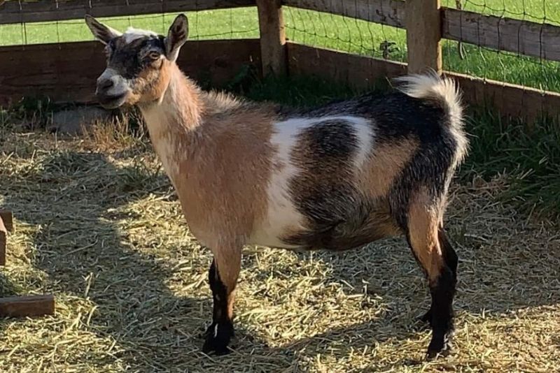 MT Rivendells SSR Inverness - Nigerian Dwarf Goat Doe