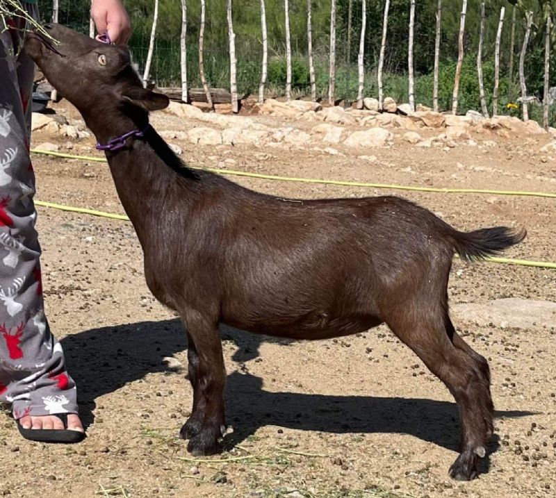 Mitchell Family Farm Z Patty - Nigerian Dwarf Goat Doe