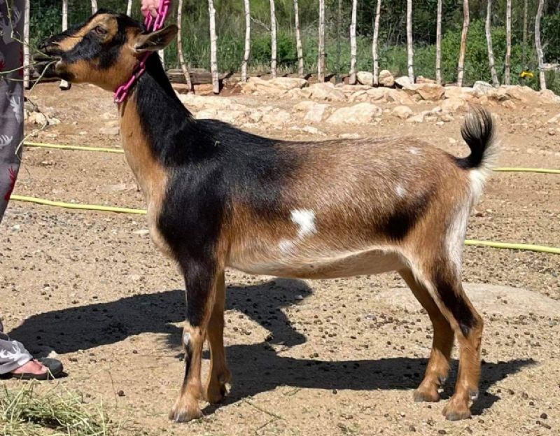 CUAtLilRedBarn CA Poppy - Nigerian Dwarf Goat Doe