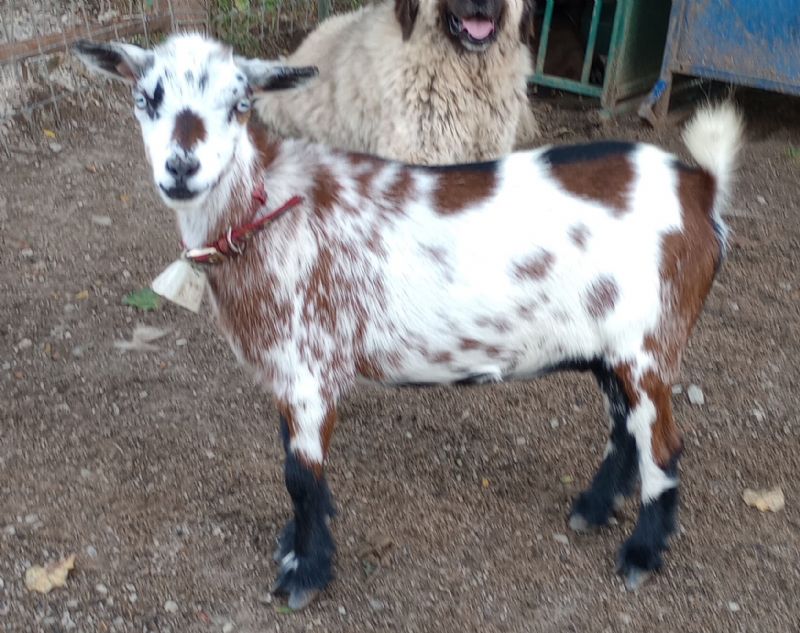 Dreamer's Farm India - Nigerian Dwarf Goat Doe