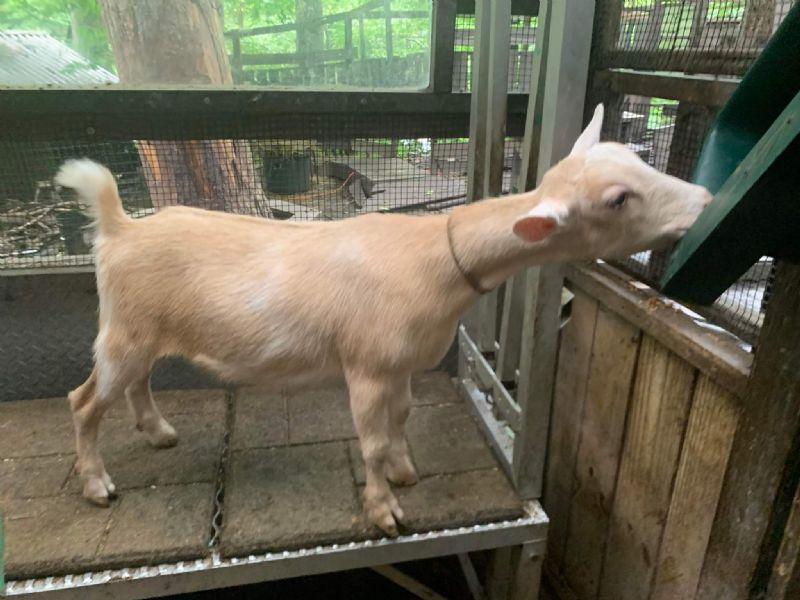 Rosebay Ridge Beau -Nichiwa - Nigerian Dwarf Goat Doe