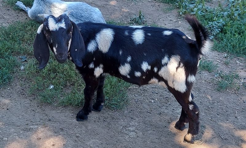 Glitter - Boer Goat Fullblood Doe